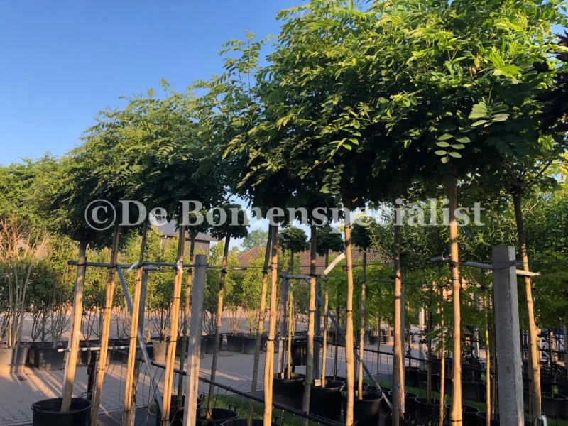 Robinia Umbraculifera (Bolacacia)