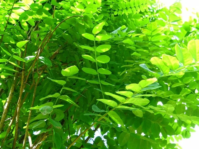 Robinia Umbraculifera (Bolacacia)-4