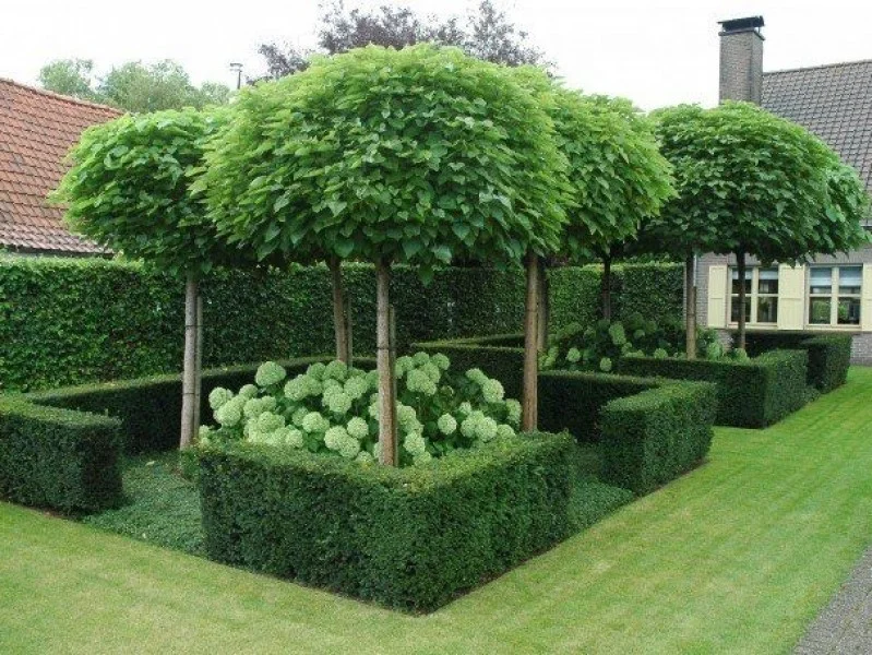 Catalpa Nana Bol (Bolcatalpa)-3
