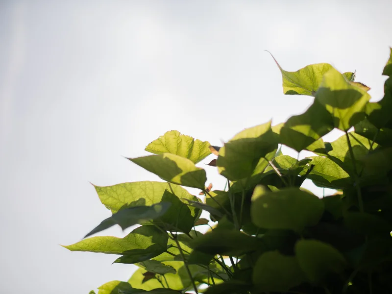 Catalpa Nana Bol (Bolcatalpa)-7