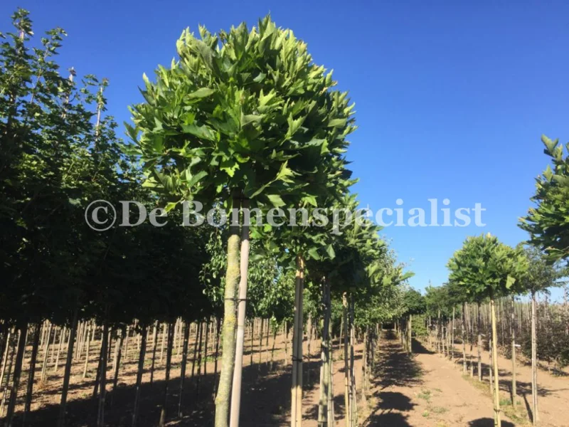 Platanus Alphens Globe (Bolplataan)