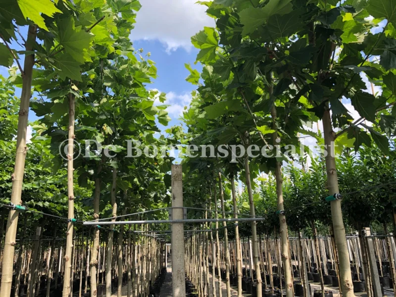 Platanus Alphens Globe (Bolplataan)-3