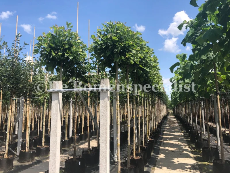 Platanus Alphens Globe (Bolplataan)-4