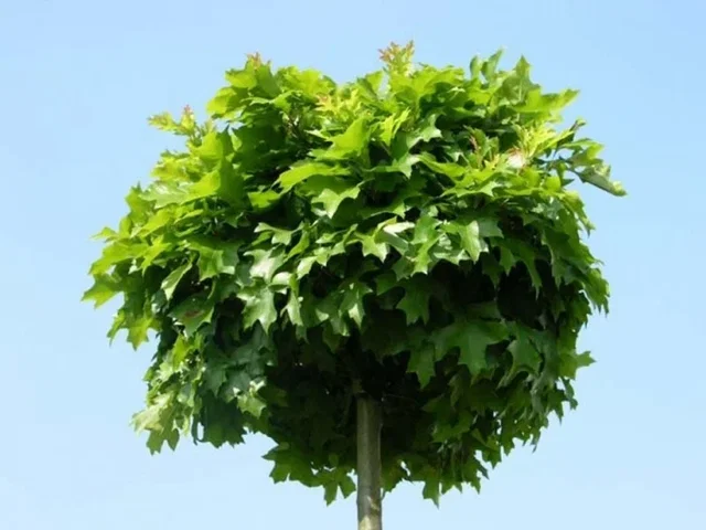 Quercus Palustris Green Dwarf (Kugel Eiche)