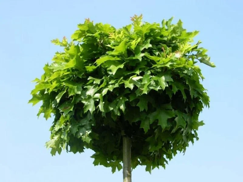 Quercus Palustris Green Dwarf Bolvorm (Boleik)