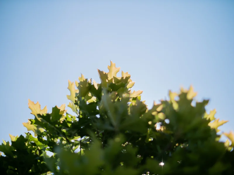 Quercus Palustris Green Dwarf Bolvorm (Boleik)-4