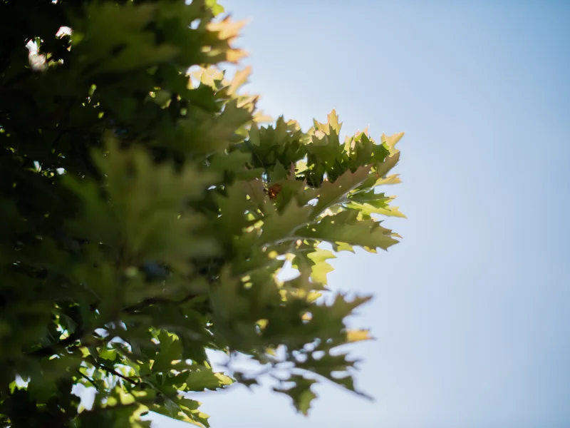 Quercus Palustris Green Dwarf Bolvorm (Boleik)-5