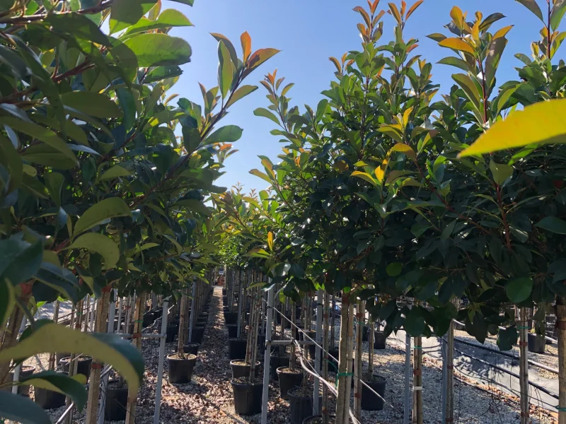 Photinia Fraseri Red Robin (Bolphotinia)
