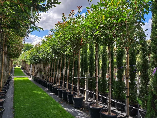 Photinia Fraseri Red Robin (Kugel Glanzmispel)