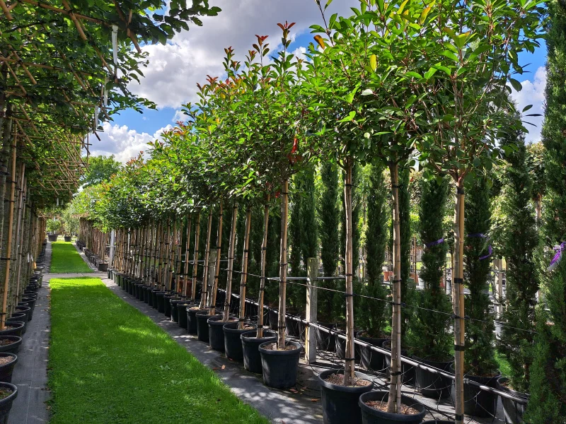 Photinia Fraseri Red Robin (Bolphotinia)