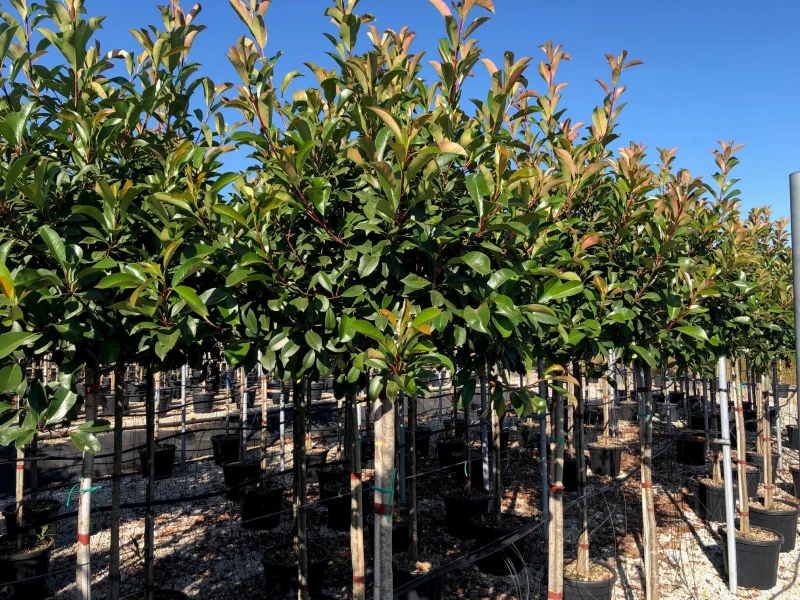 Photinia Fraseri Red Robin (Bolphotinia)-3