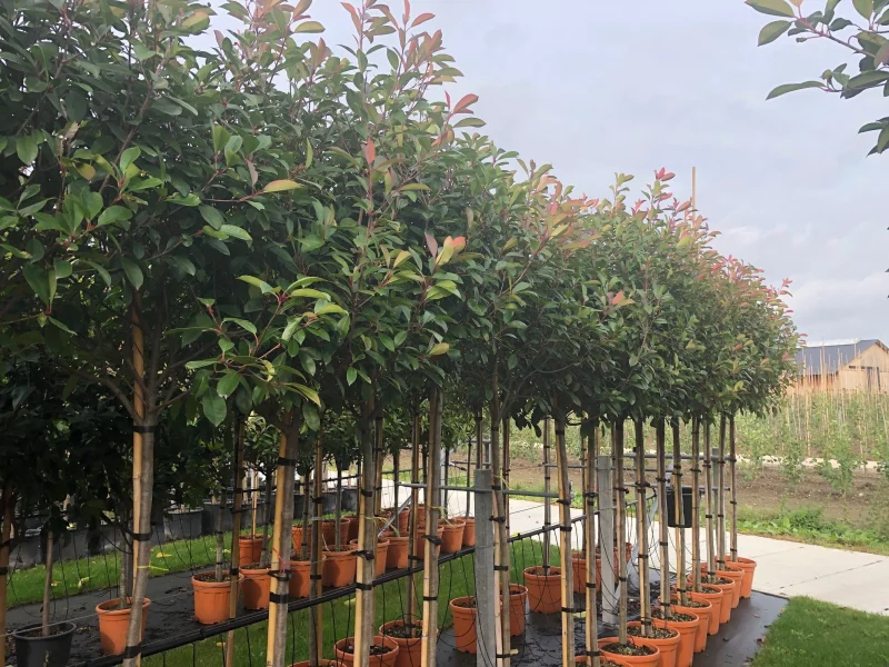 Photinia Fraseri Red Robin (Bolphotinia)-4