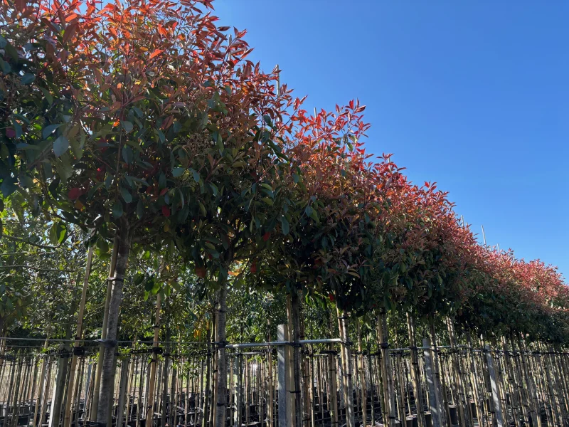 Photinia Fraseri Red Robin (Bolphotinia)-6
