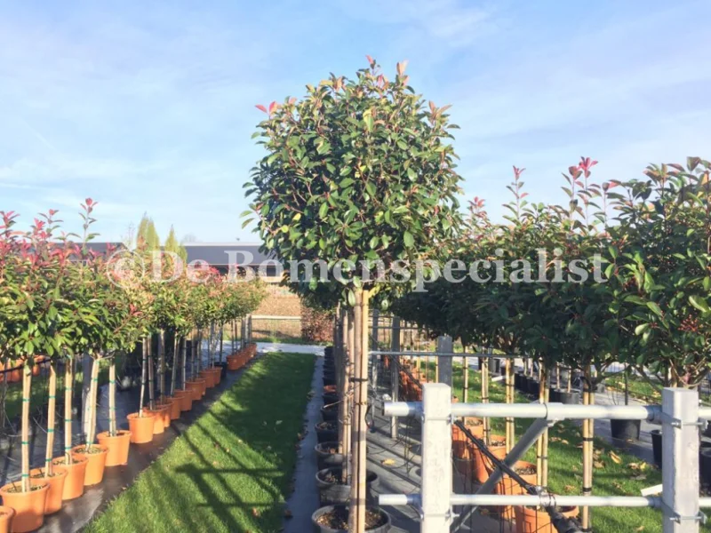 Photinia Fraseri Red Robin (Bolphotinia)-8