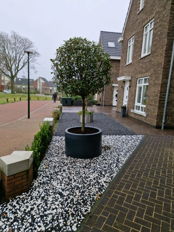 Photinia Fraseri Red Robin (Bolphotinia)-9