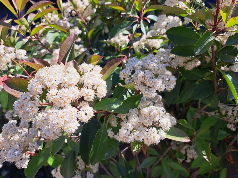 Photinia Fraseri Red Robin (Bolphotinia)-10