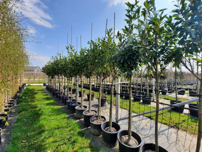 Prunus Laurier Caucasica op stam (Groenblijvende Laurier)-1