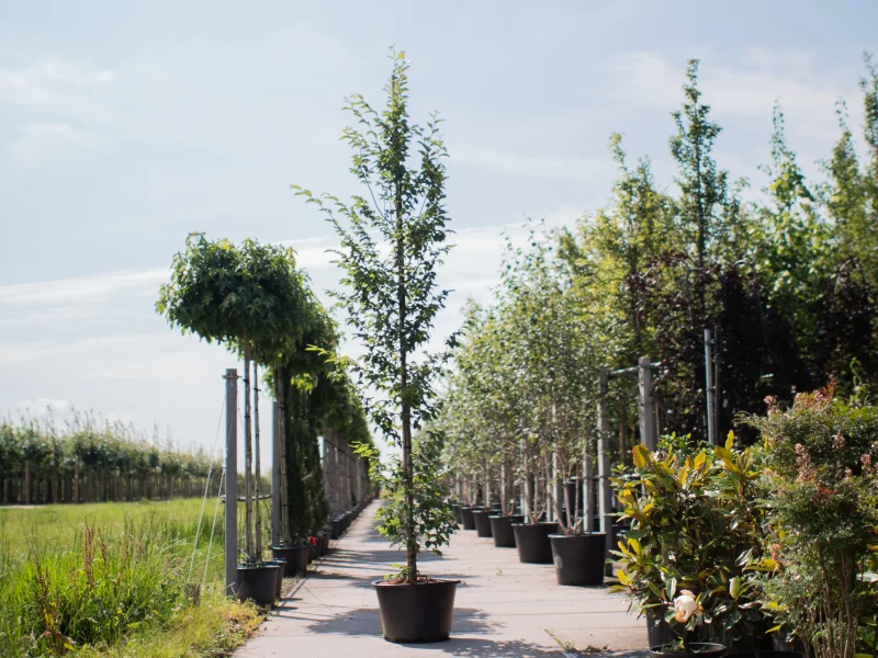 Carpinus Betulus Fastigiata (Zuilhaagbeuk)-1