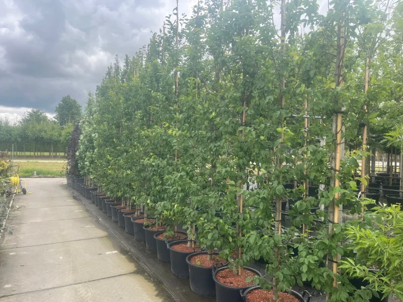 Carpinus Betulus Fastigiata (Zuilhaagbeuk)