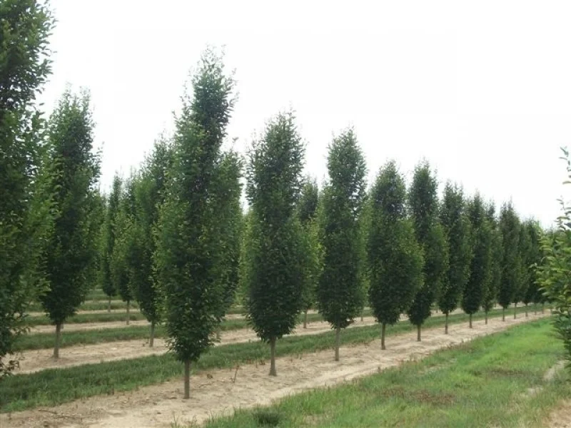 Carpinus Betulus Fastigiata (Zuilhaagbeuk)-4