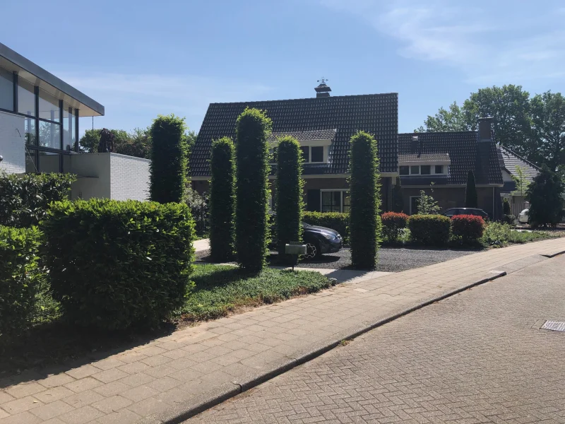 Carpinus Betulus Fastigiata (Zuilhaagbeuk)-5