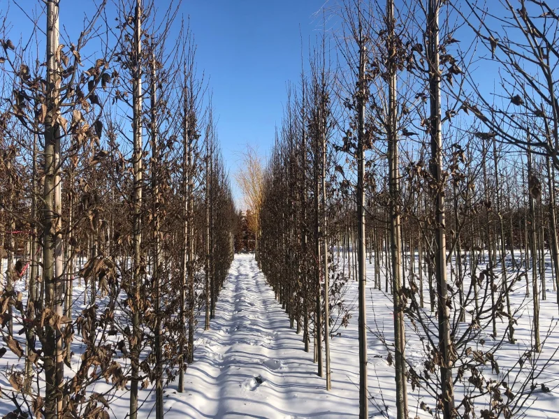 Carpinus Betulus Fastigiata (Zuilhaagbeuk)-6