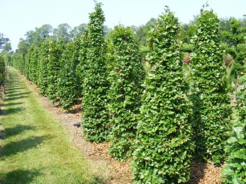 Fagus Sylvatica (Zuilbeuk)