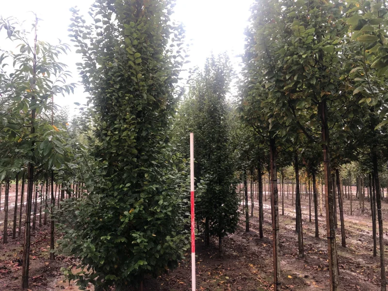Carpinus Betulus Fastigiata (Zuilhaagbeuk)-7