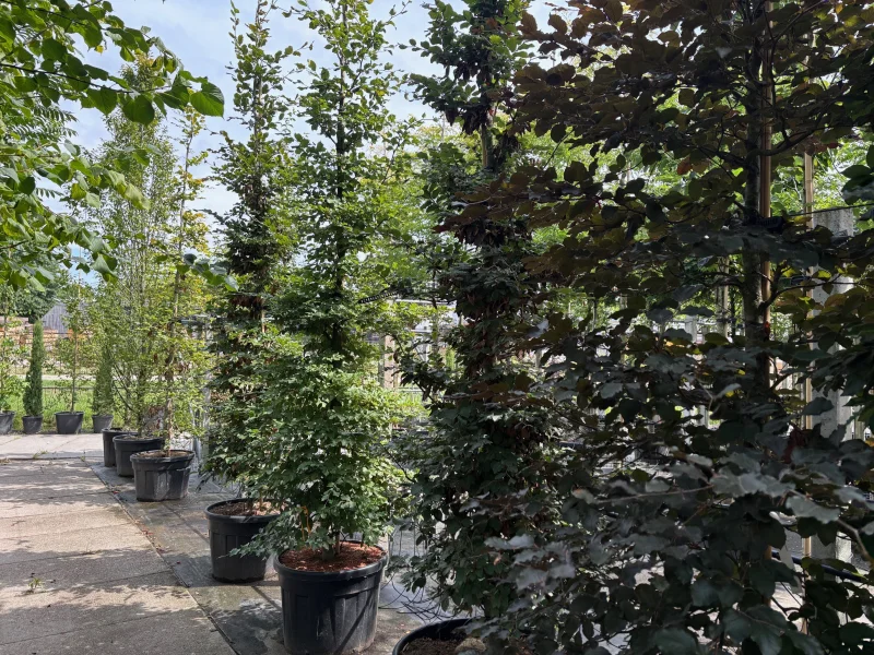 Fagus Sylvatica (Zuilbeuk)-3
