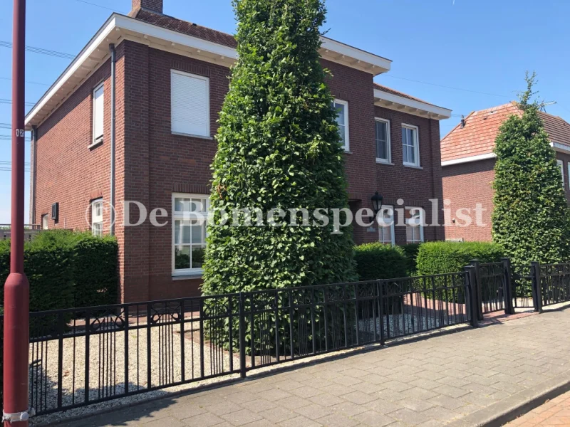 Carpinus Betulus Fastigiata (Zuilhaagbeuk)-8