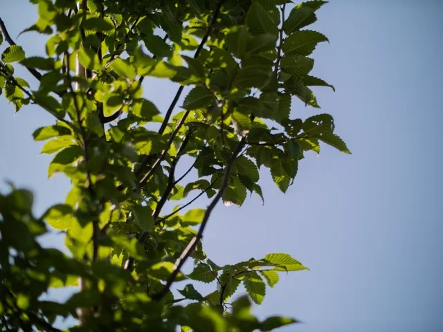Zuilhaagbeuk (Carpinus Betulus Fastigiata)