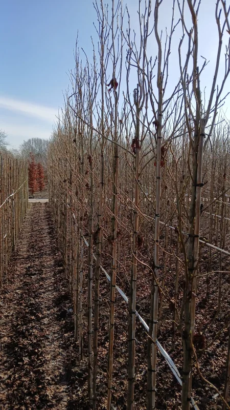 Fagus Sylvatica (Zuilbeuk)-5
