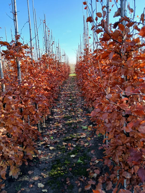 Fagus Sylvatica (Zuilbeuk)-6