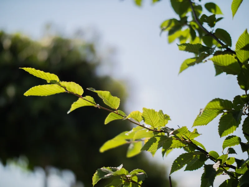 Carpinus Betulus Fastigiata (Zuilhaagbeuk)-10