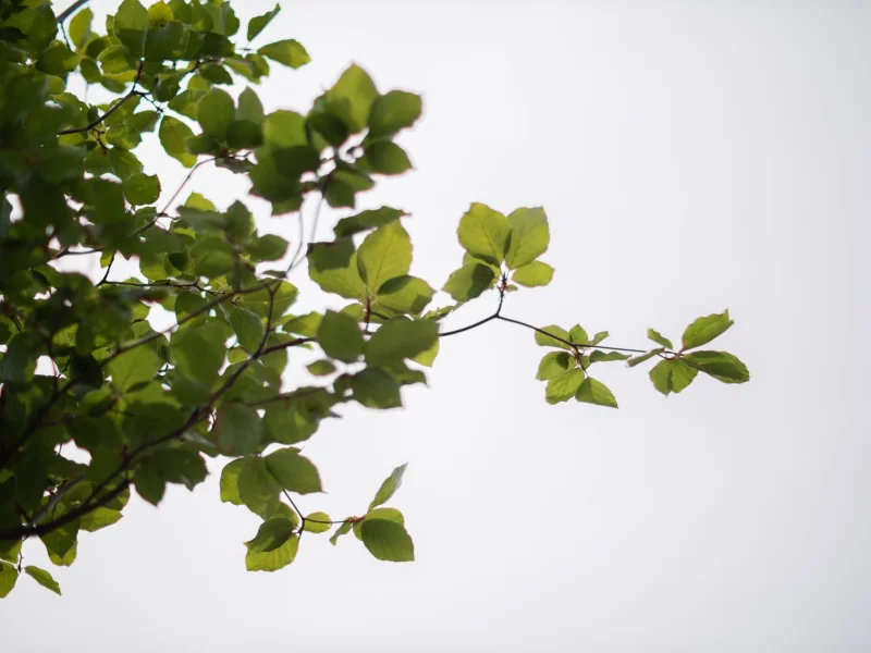 Fagus Sylvatica (Zuilbeuk)-9