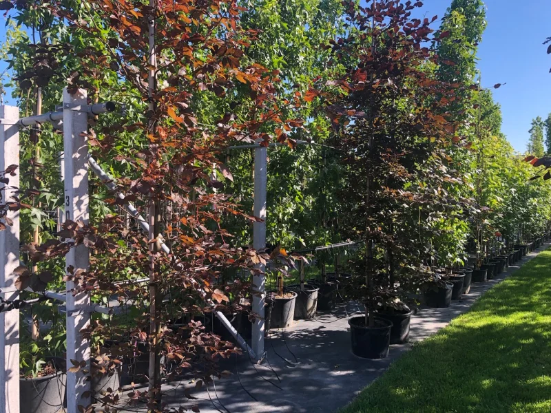 Fagus Sylvatica Atropunicea (Zuilbeuk Roodbladig)-3