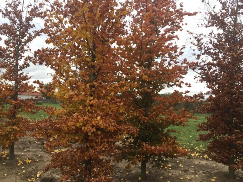 Fagus Sylvatica Atropunicea (Zuilbeuk Roodbladig)-4
