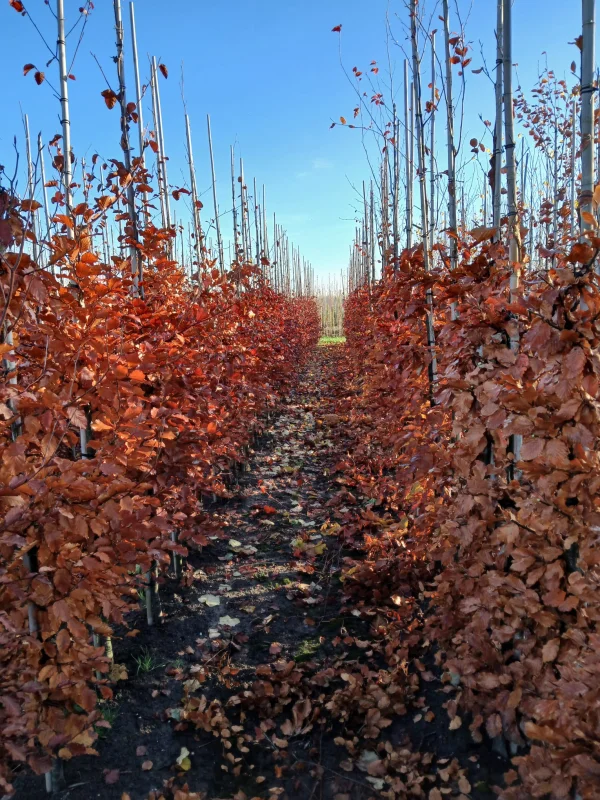 Fagus Sylvatica Atropunicea (Zuilbeuk Roodbladig)-6
