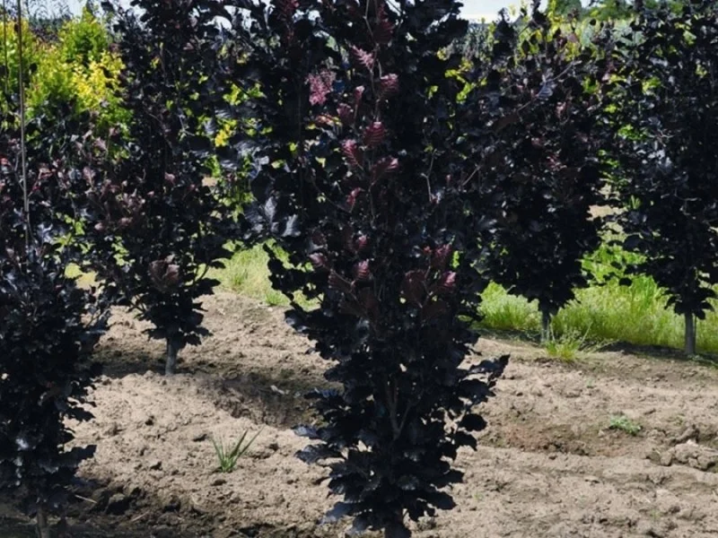 Fagus Sylvatica Dawyck Purple (Zuilbeuk)