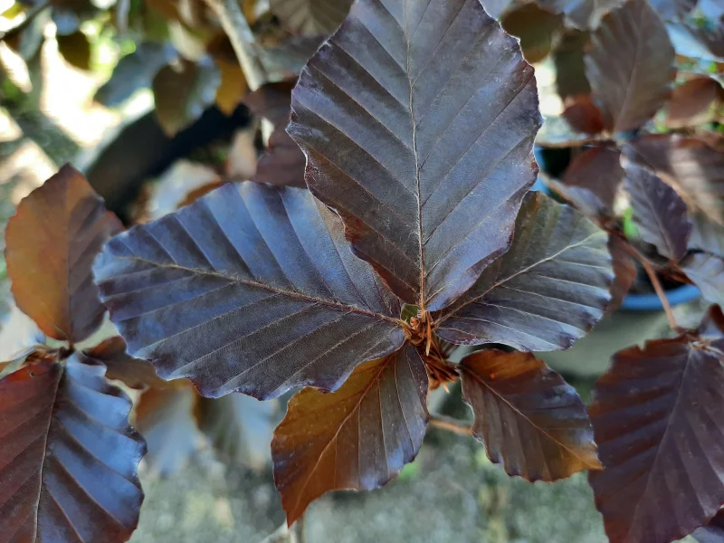 Fagus Sylvatica Dawyck Purple (Zuilbeuk)-3