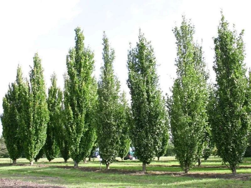Fagus Sylvatica Dawyck (Zuilbeuk)-1
