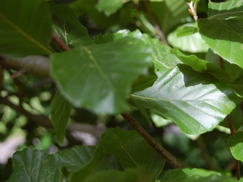 Fagus Sylvatica Dawyck (Zuilbeuk)