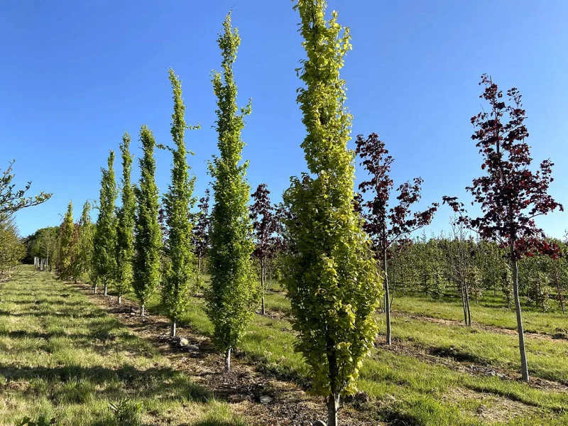Fagus Sylvatica Dawyck Gold (Zuilbeuk)-1