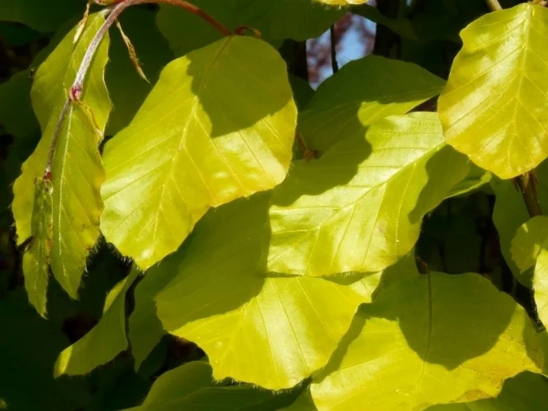 Fagus Sylvatica Dawyck Gold (Zuilbeuk)