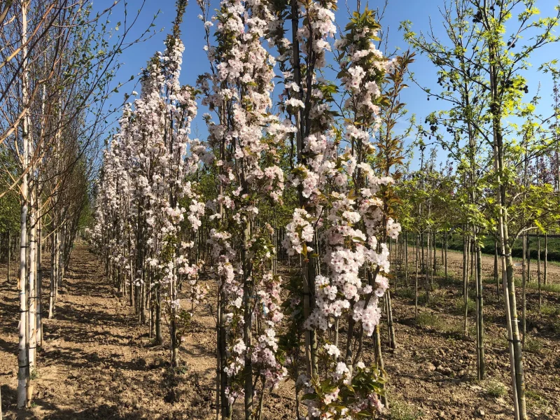 Prunus serrulata Amanogawa (Zuilprunus)-1