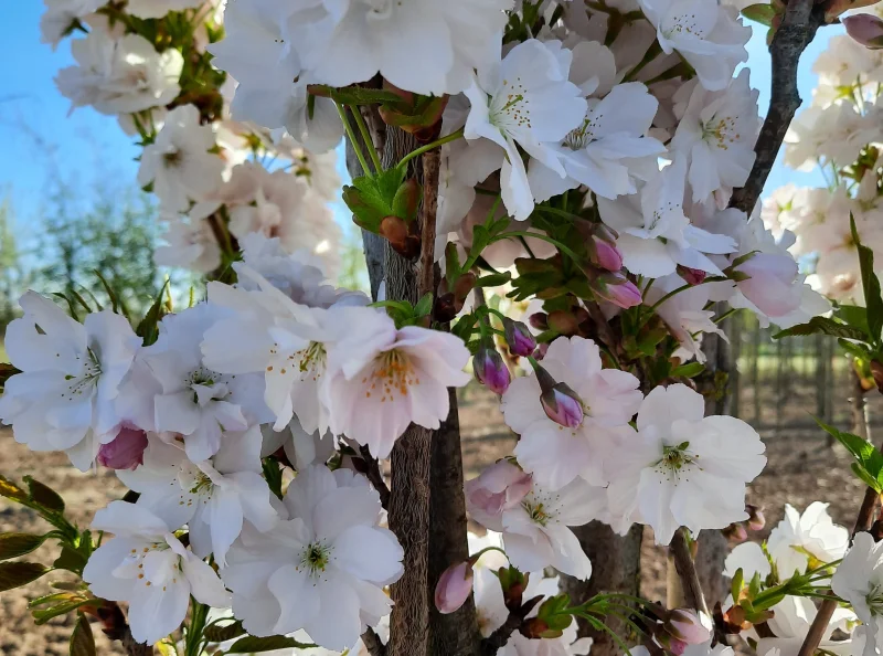 Prunus serrulata Amanogawa (Zuilprunus)