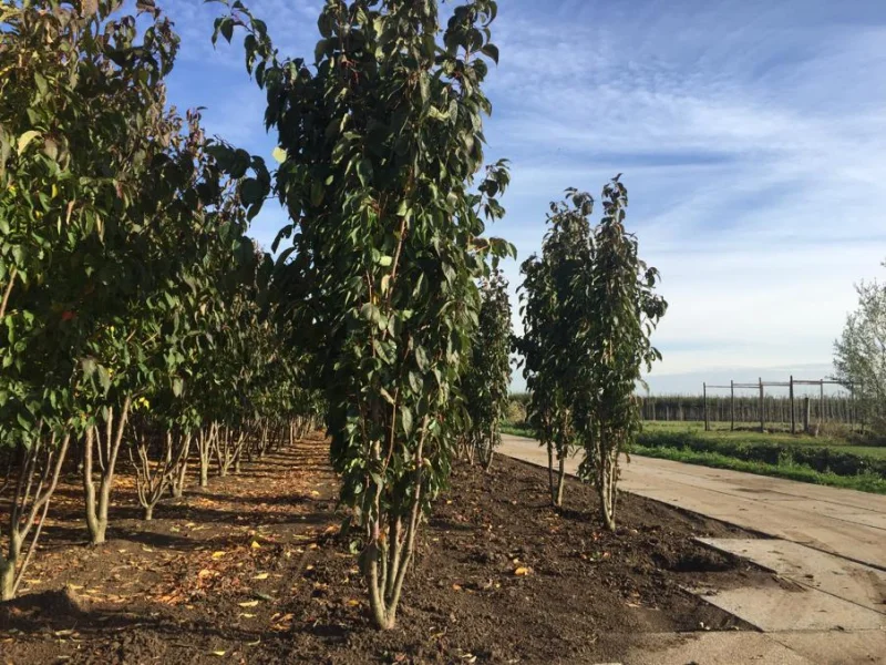 Prunus serrulata Amanogawa (Zuilprunus)-4