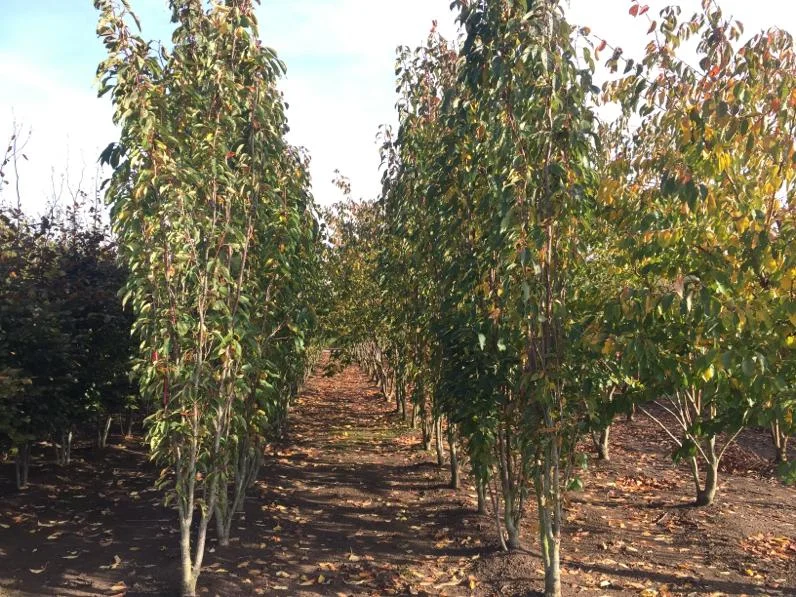 Prunus serrulata Amanogawa (Zuilprunus)-5