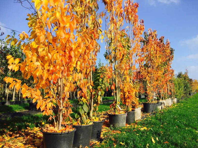 Prunus serrulata Amanogawa (Zuilprunus)-6