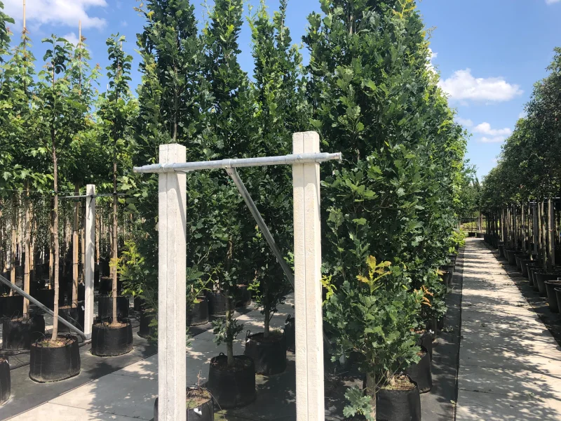 Quercus Robur Fastigiata Koster (Zuileik)-1